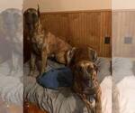 Small Photo #22 Great Dane Puppy For Sale in BURLESON, TX, USA