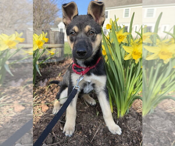 Medium Photo #11 German Shepherd Dog-Unknown Mix Puppy For Sale in Brewster, NY, USA