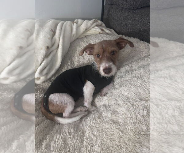 Medium Photo #1 Dachshund-Unknown Mix Puppy For Sale in Mundelein, IL, USA