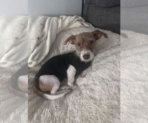 Dachshund-Unknown Mix Dogs for adoption in Mundelein, IL, USA