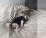 Small Dachshund Mix