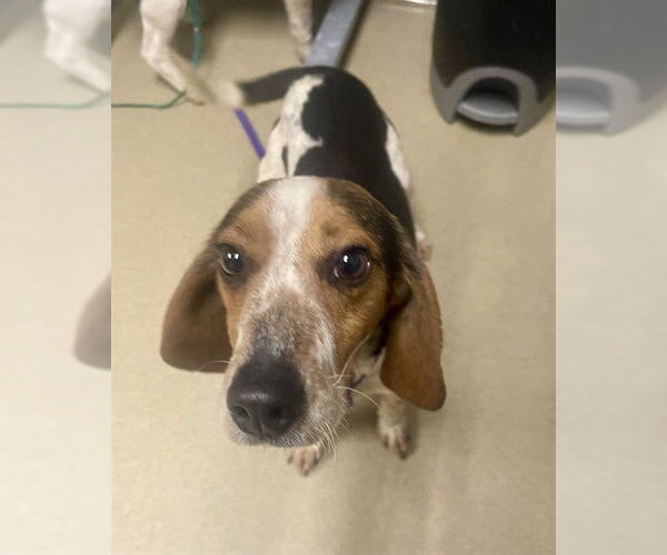 Medium Photo #1 Beagle Puppy For Sale in Easton, MD, USA
