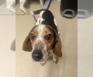 Beagle Dogs for adoption in Easton, MD, USA