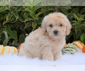 Goldendoodle-Poodle (Miniature) Mix Puppy for sale in FREDERICKSBG, OH, USA