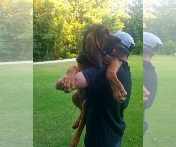 Medium Photo #2 Bloodhound Puppy For Sale in TOCCOA, GA, USA