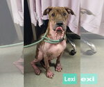 Small Photo #3 Boxer-Unknown Mix Puppy For Sale in Richmond, IN, USA