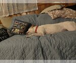 Small #2 American Staffordshire Terrier Mix