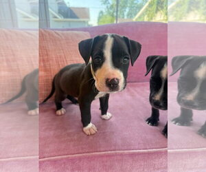Black Mouth Cur-Unknown Mix Dogs for adoption in New London, WI, USA