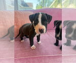 Small Black Mouth Cur Mix