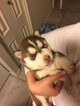 Small Photo #1 Siberian Husky Puppy For Sale in PHOENIX, AZ, USA