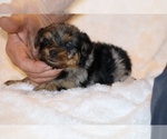 Small #5 Poodle (Toy)-YorkiePoo Mix