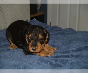 Medium Airedale Terrier