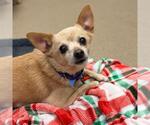 JOSEPH - Male Chihuahua Dog for Adoption - Small photo