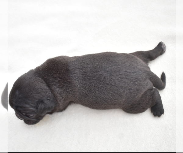 Medium Photo #8 Pug Puppy For Sale in PALM COAST, FL, USA