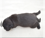 Small #7 Pug