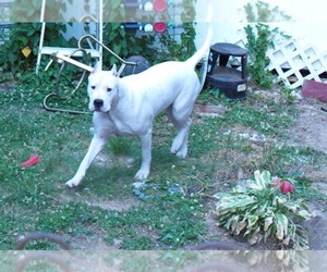 Dogo Argentino Puppy for Sale in WILMINGTON, Delaware USA
