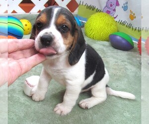Beagle Puppy for sale in RATTAN, OK, USA