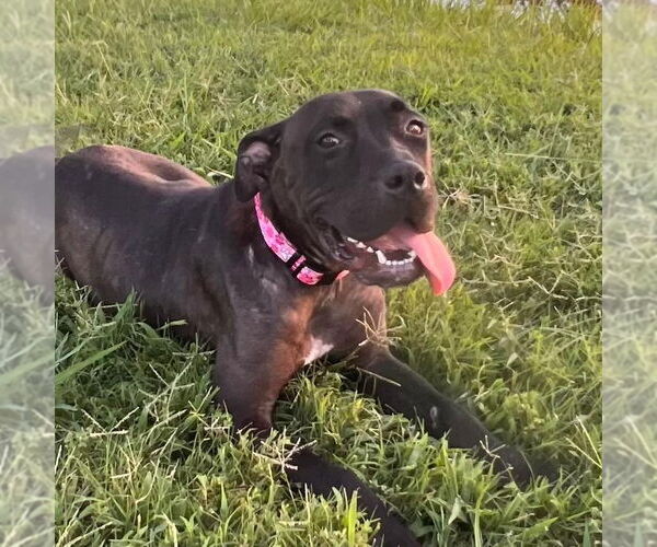 Medium Photo #4 Mutt Puppy For Sale in Claremore, OK, USA