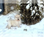 Puppy PB  4 Goldendoodle