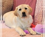 Small Labrador Retriever