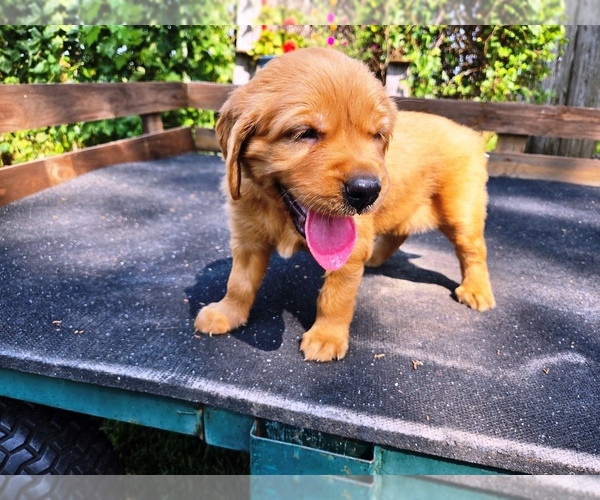 Medium Photo #1 Golden Retriever Puppy For Sale in LEON, KS, USA