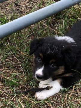 Medium Photo #2 Australian Shepherd Puppy For Sale in WILLISTON, FL, USA