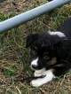 Small Photo #2 Australian Shepherd Puppy For Sale in WILLISTON, FL, USA