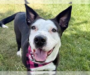 American Pit Bull Terrier Dogs for adoption in Pueblo, CO, USA