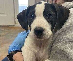 Mutt Dogs for adoption in Bolivar, MO, USA