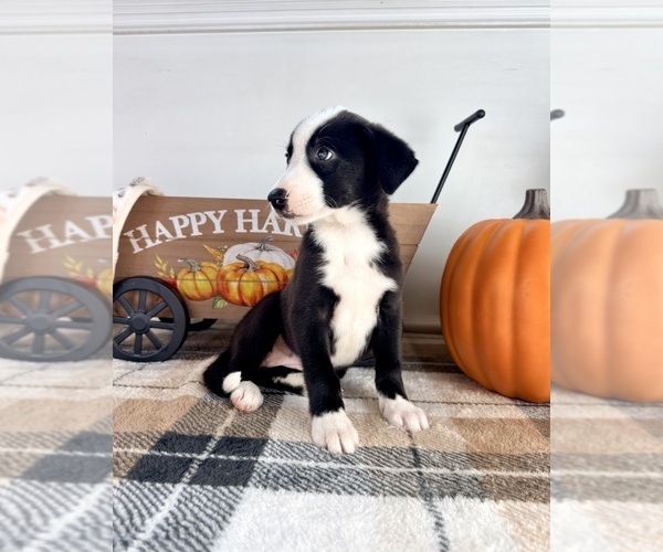 Medium Photo #6 Border Collie Puppy For Sale in GREENFIELD, IN, USA