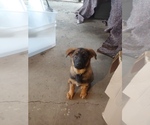 Small Photo #1 German Shepherd Dog Puppy For Sale in CASTLE ROCK, WA, USA
