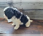 Small #11 Bernese Mountain Dog-Cavalier King Charles Spaniel Mix