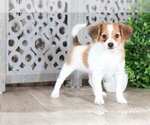 Small Photo #1 Papillon Puppy For Sale in MOUNT VERNON, OH, USA