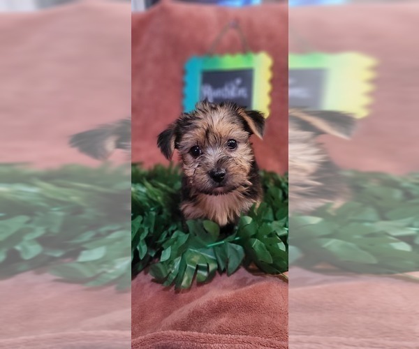 Medium Photo #5 Yorkshire Terrier Puppy For Sale in AKRON, OH, USA