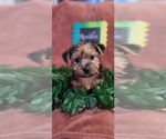 Small Photo #20 Yorkshire Terrier Puppy For Sale in AKRON, OH, USA