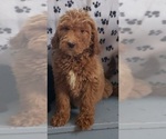 Puppy 1 Labradoodle