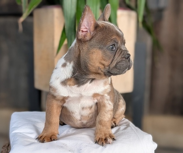 Medium Photo #20 French Bulldog Puppy For Sale in GOSHEN, IN, USA
