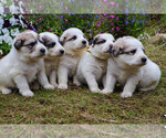 Small Photo #19 Great Pyrenees Puppy For Sale in TOWNSEND, MA, USA
