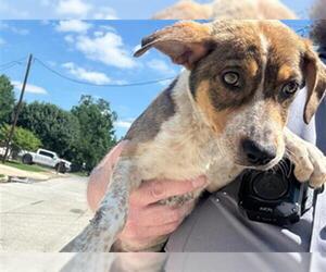 Mutt Dogs for adoption in Grand Prairie, TX, USA