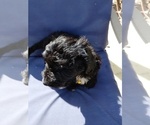 Small #2 Doxiepoo (Miniature)