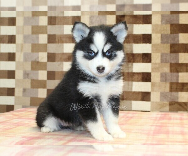 Medium Photo #4 Pomsky Puppy For Sale in DENVER, PA, USA