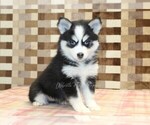 Small #3 Pomsky