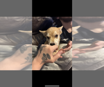 Small Photo #8 Pomsky Puppy For Sale in FORT MADISON, IA, USA