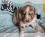 Small Photo #1 Australian Shepherd Puppy For Sale in DOWELLTOWN, TN, USA