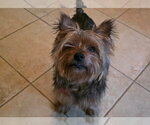 Lexi - Female Mutt Dog for Adoption - Small photo