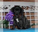 Small Photo #1 Boerboel Puppy For Sale in NOTTINGHAM, PA, USA