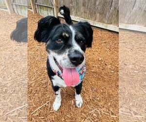 Australian Shepherd-Unknown Mix Dogs for adoption in Houston, TX, USA
