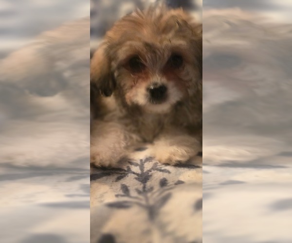 Medium Photo #9 Maltese-Maltipom Mix Puppy For Sale in HUDSON, MA, USA