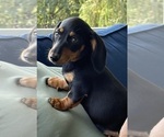 Image preview for Ad Listing. Nickname: Tater Tot