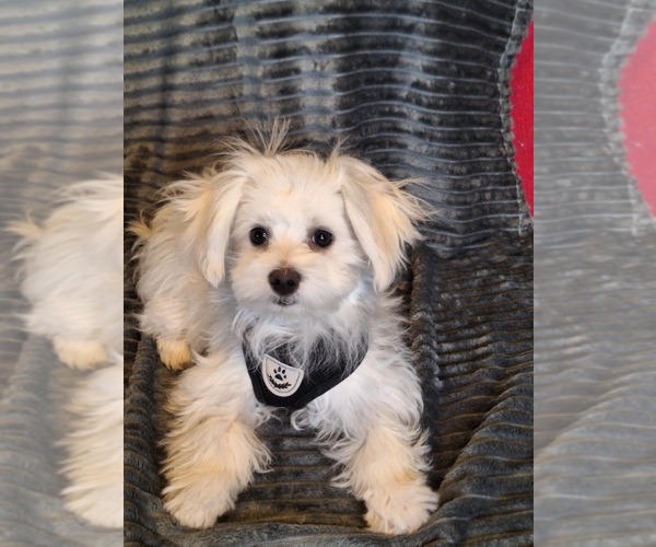 Medium Photo #7 Maltese Puppy For Sale in BEAR RIVER, WY, USA